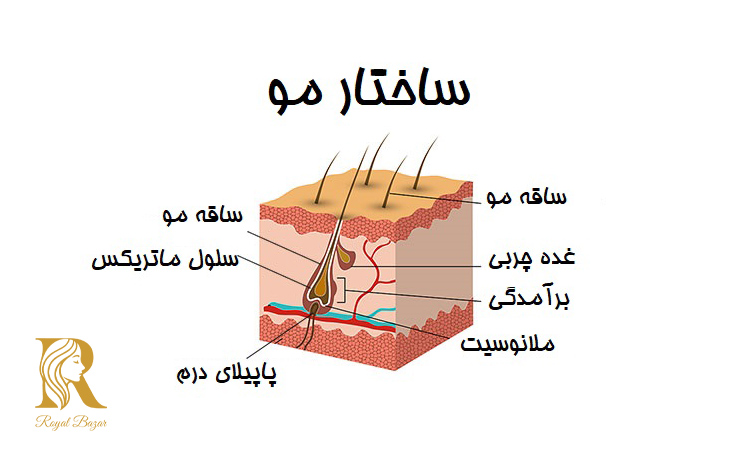 چرخه رشد مو 